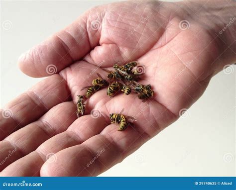 Man Holding Dead And Dying Wasps Royalty Free Stock Photo - Image: 29740635