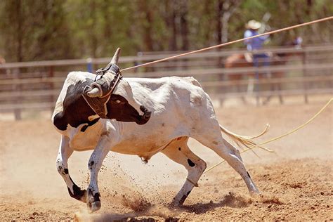 Calf Roping Photograph by Michele Jackson - Fine Art America