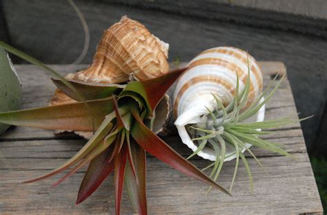 Air Plants in shells Air Plants Care, Tillandsia, Houseplants, Shells, Growing, Fruit, Food ...