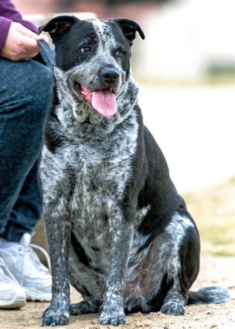 Pit Heeler (Pitbull & Blue Heeler Mix) Info, Pictures, Facts, FAQs & More