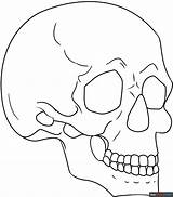 Skull In 3/4 View Coloring Page  Easy Drawing Guides sketch template