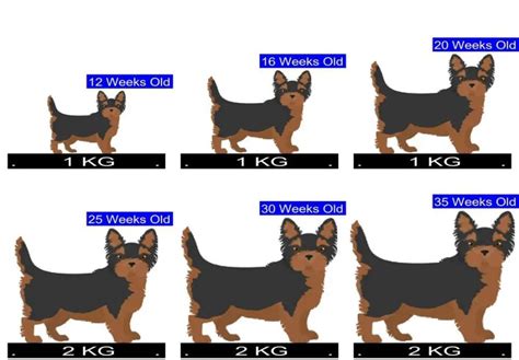 Yorkshire Terrier Growth Chart. Yorkshire Terrier Weight Calculator.