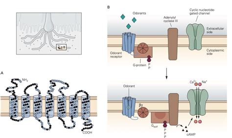 Sensory Receptors – Physiology