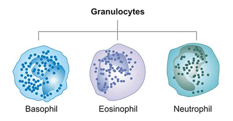 What is Granulocyte Receptor- CUSABIO