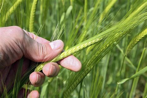 Wheat farming Photograph by Science Photo Library - Fine Art America