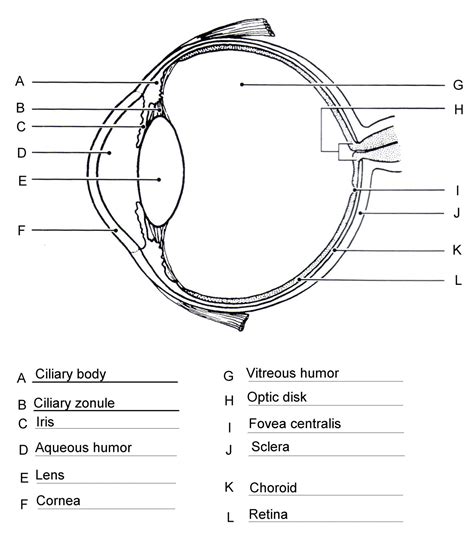 Blank Human Body Diagram - koibana.info | Human eye diagram, Eye ...