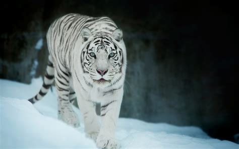 3840x2400 White Tiger In Snow 4k HD 4k Wallpapers, Images, Backgrounds, Photos and Pictures