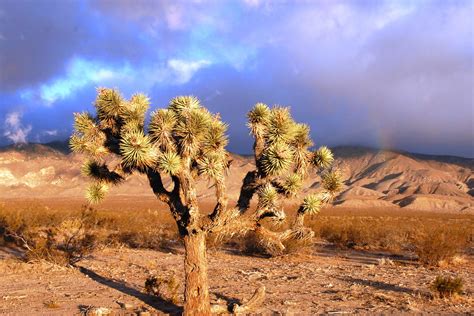 Storm Rolls In Over Mojave Desert | Finally got some weather… | Flickr