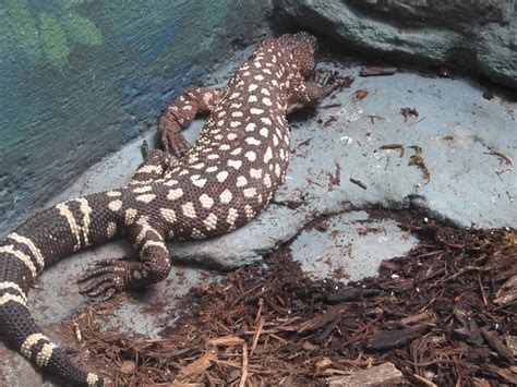 Mexican Beaded Lizard Free Stock Photo - Public Domain Pictures