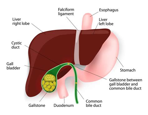 What Is A Bile Duct? What Does Bile Do? | Bile Duct Problems