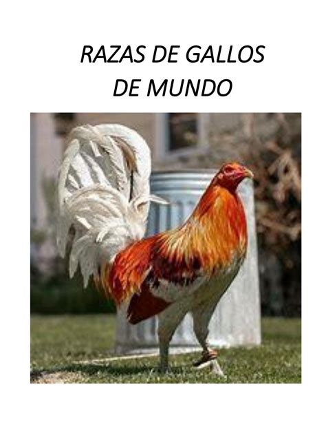 Ídolo Besugo Persona especial razas de gallos de pelea americanos africano Barrio bajo Gran engaño