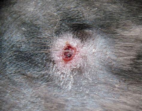 Cat bite wound on cat at 10 days after start of treatment photo - Tencats photos at pbase.com