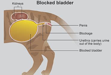 cat bladder infection signs - Keisha Cousins