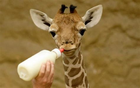 Baby giraffe facts and what to expect from April the giraffe’s newborn ...