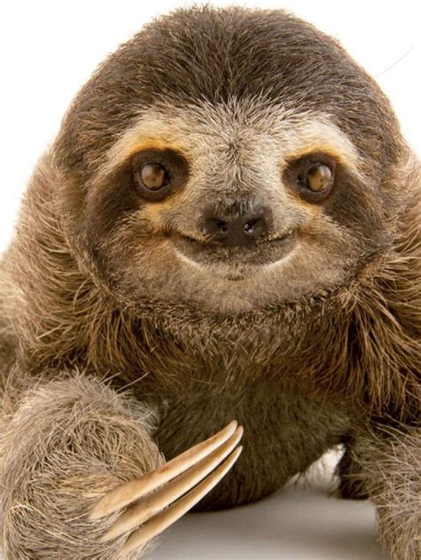 What a sloth face! | Cute sloth pictures, Cute baby sloths, Sloth photos