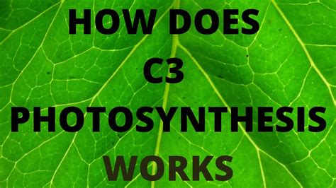 How does C3 photosynthesis work | C3 Pathway - YouTube