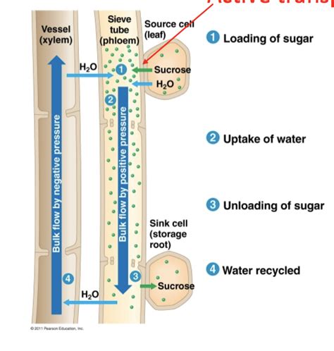 plant circulation Diagram | Quizlet