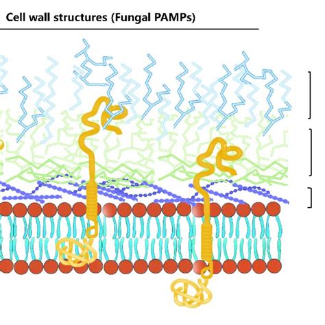 Pattern recognition receptors that sense fungal-associated PAMPs ...