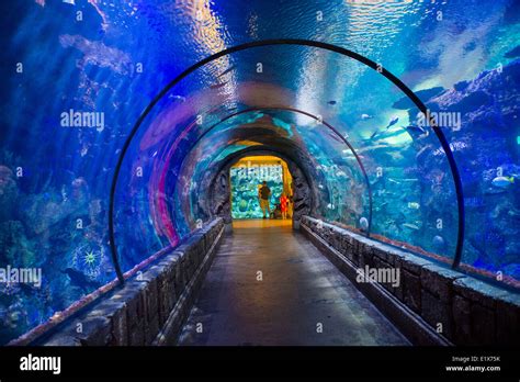 The Shark Reef Aquarium at Mandalay Bay hotel and casino in Las Vegas ...