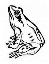 Free Frog Coloring Pages sketch template