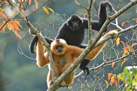 Critically endangered Hainan gibbons return from brink of extinction, thanks to Hong Kong group ...