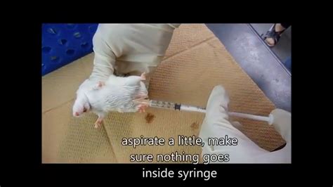 How to do Intraperitoneal injection in Mice - YouTube