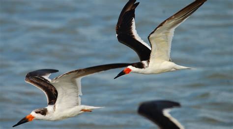 South Padre Island Birding and Nature Center Tours - Book Now | Expedia