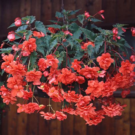 Amerihybrid Hanging Basket Tuberous Begonias Salmon | Coral Salmon Trailing Form Tuberous ...