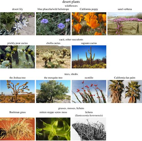 Desert Plants Pictures And Names