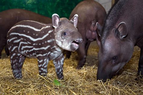 Baby Brazilian Tapir arrives at Fota Wildlife Park - The Avondhu Newspaper