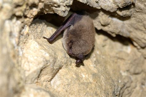 British Bats - Learn about Bats in the UK