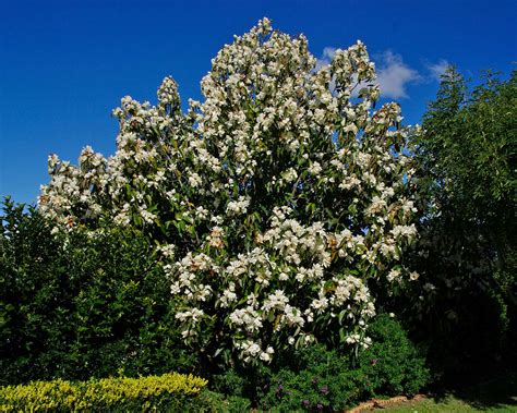 Magnolia grandiflora | GardensOnline