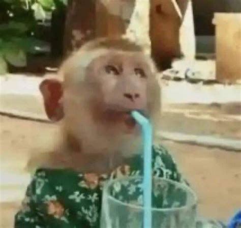 a monkey is drinking from a glass with a straw in it's mouth while another monkey looks on