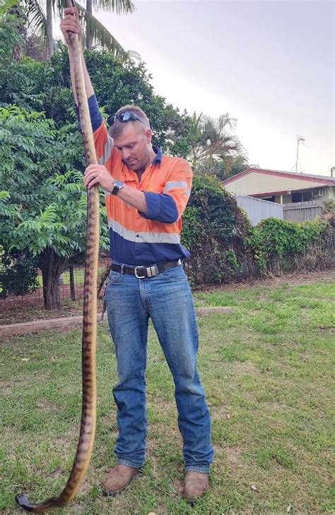 Moranbah snake catcher Aaron Thompson shows off 3m black-headed python ...