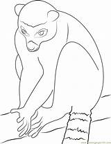 Lemur Look At Coloring Page For Kids  Free Printable sketch template