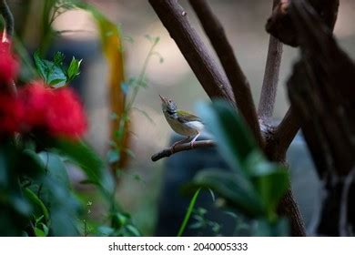 234 Tailorbird Nest Images, Stock Photos & Vectors | Shutterstock