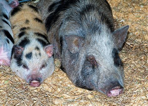 Baby Pot Bellied Pig With Mother Photograph by Millard H. Sharp - Fine ...