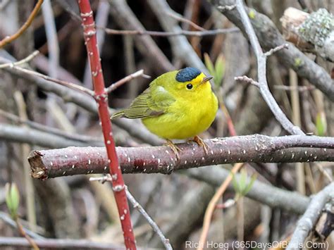 Wowing Warblers! | 365 Days of Birds