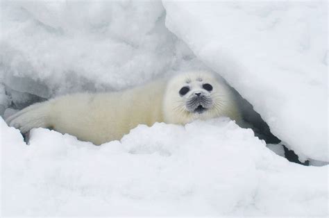 Endangered Caspian Seal Habitat Identified in Three New IMMAs