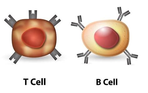 25 Differences between T cells and B cells in Table form