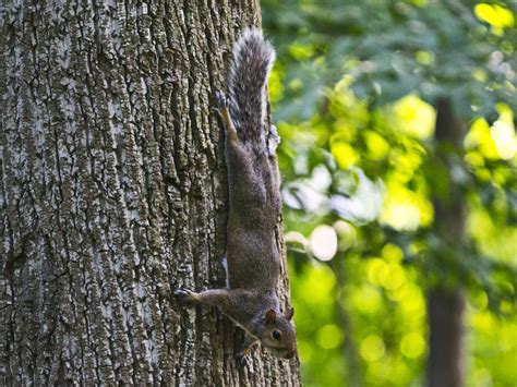 Tree Squirrels - Facts & Behavior Information