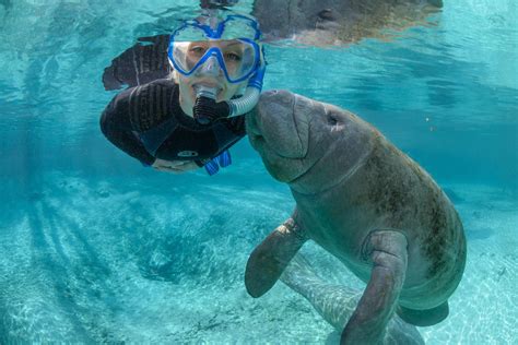 Swim with Manatees in Crystal River & Homosassa, FL