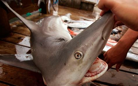 Sharks in the Galapagos - Galapagos Travel Center