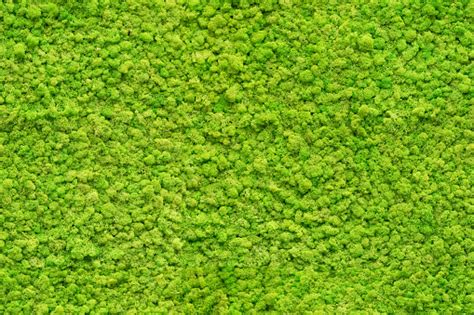 Green Moss Pictures | Download Free Images on Unsplash