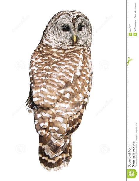 Download Barred Owl clipart for free - Designlooter 2020 👨‍🎨