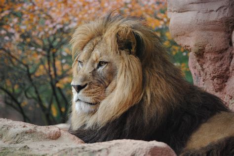 Wild Lion 4k, HD Animals, 4k Wallpapers, Images, Backgrounds, Photos and Pictures