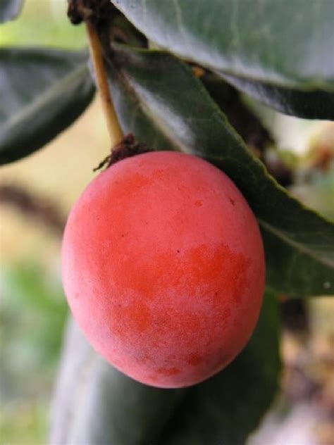 Polynesian Produce Stand : ~IMBE~ Lowveld Mangosteen Garcinia livingstonei AFRICAN FRUIT TREE ...