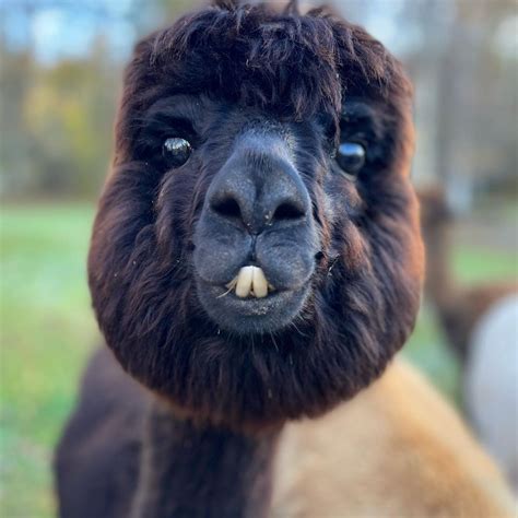 Ever wondered why an alpaca’s smile can look so funny? 😁 It’s because ...