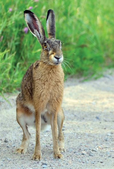 European hare / Other animals / Postcards / Postallove - postcards made with love