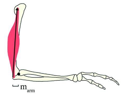 Schematic of human M. triceps moment arm calculation illustrating the... | Download Scientific ...